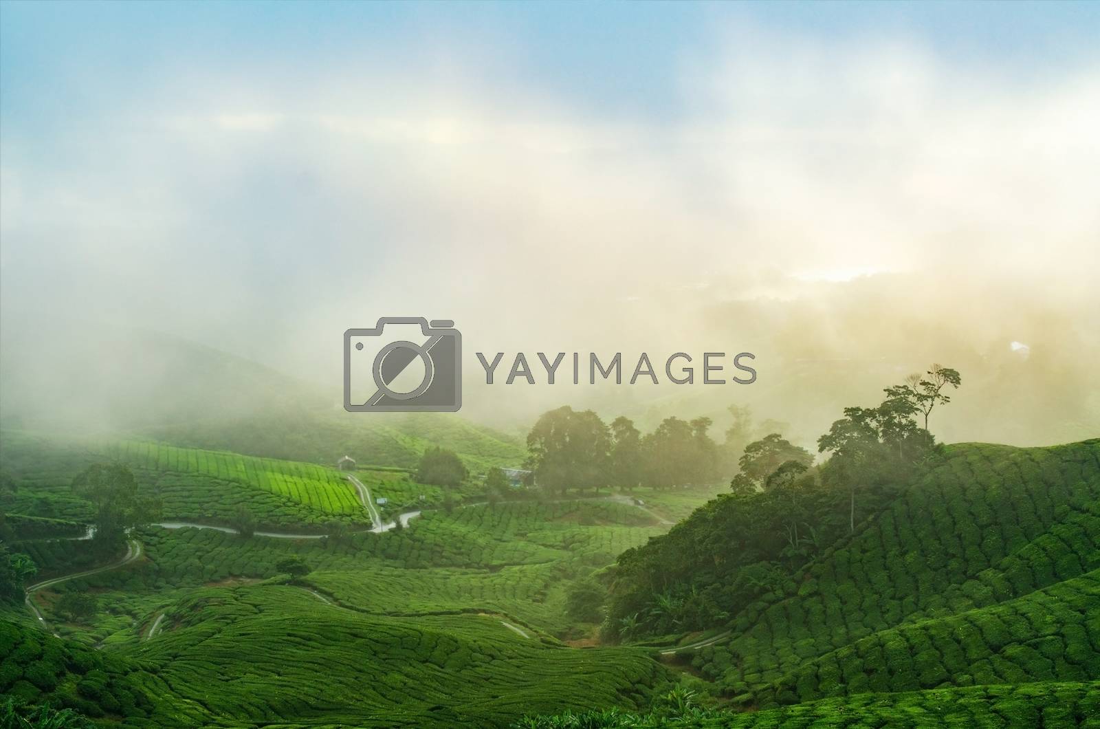 Royalty free image of Tea plantation landscape  by szefei