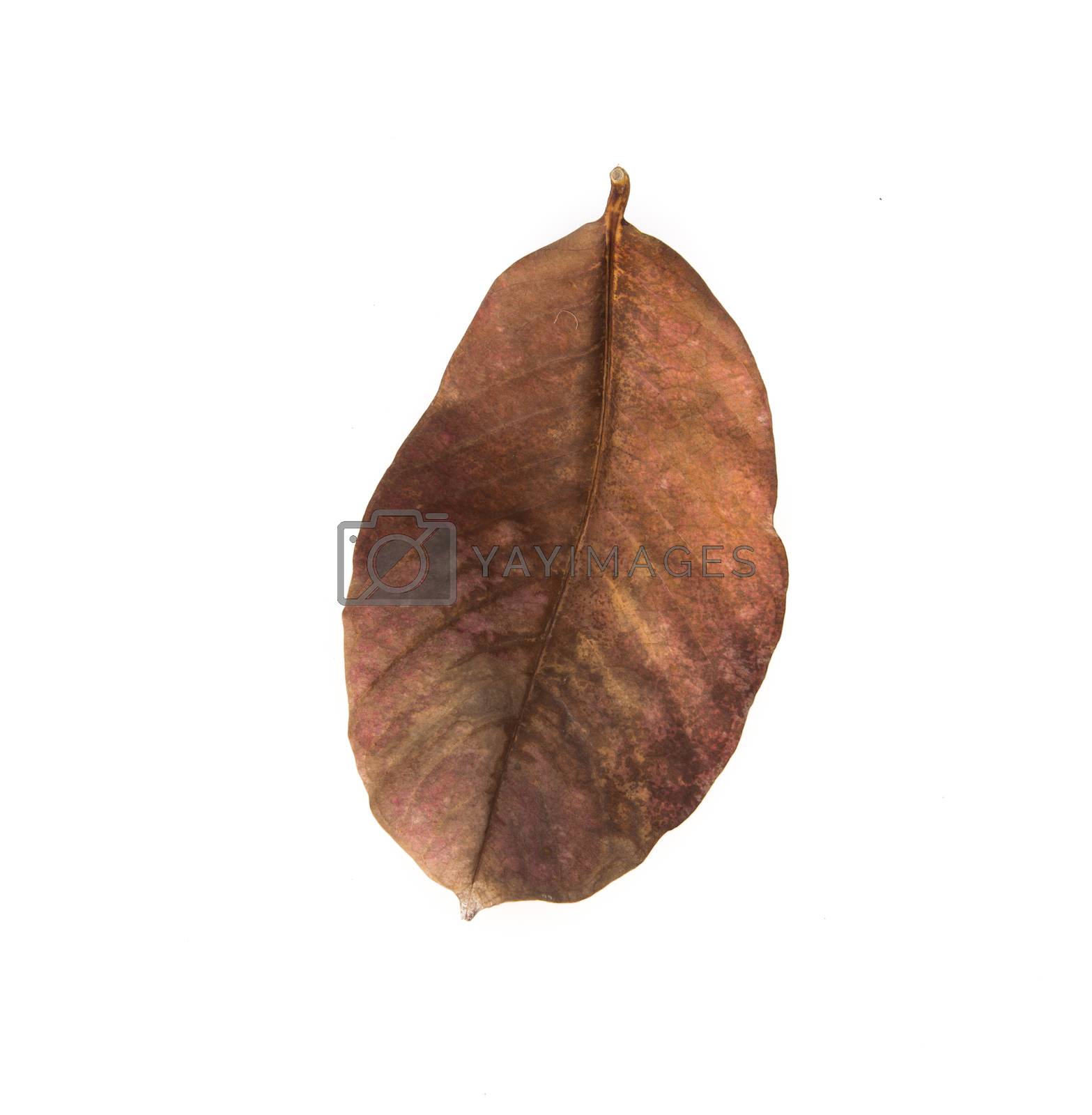 Royalty free image of brown dry leave by tehcheesiong