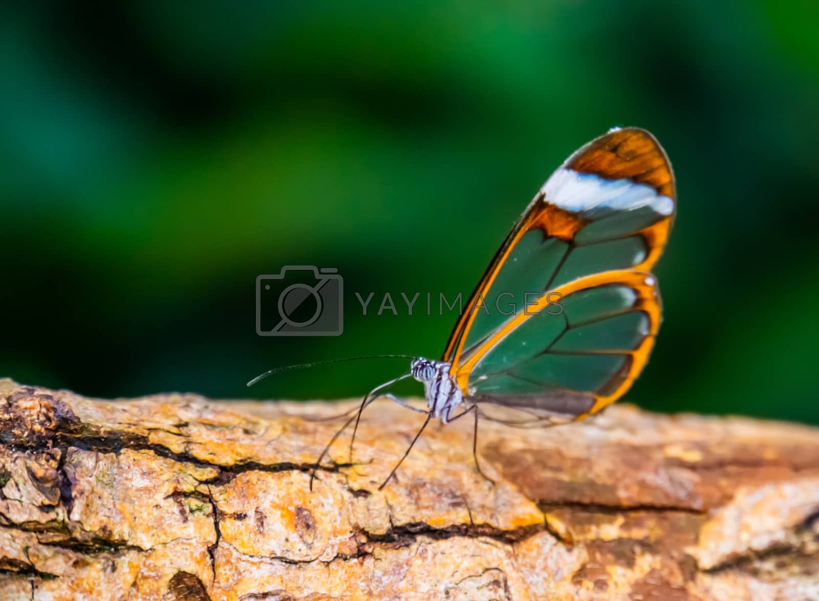 Royalty free image of beautiful closeup of a glasswing butterfly, tropical insect specie from south America by charlottebleijenberg