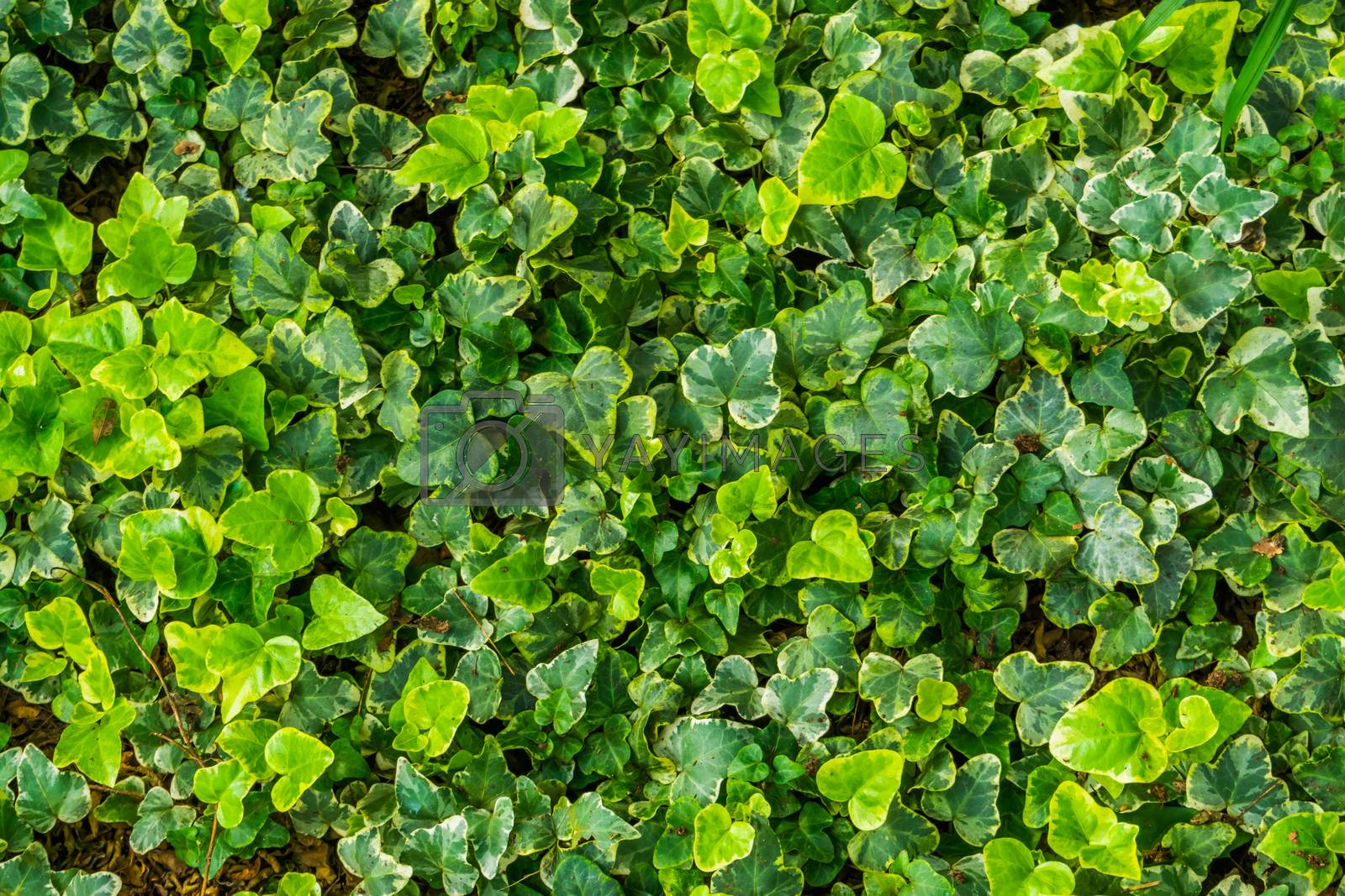 Royalty free image of the leaves of a yellow variegated ivy plant in closeup, special ornamental cultivated specie by charlottebleijenberg