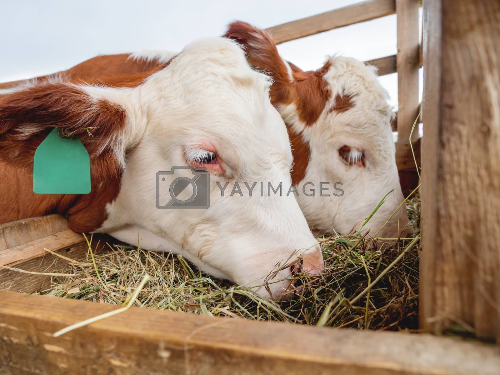 Royalty free image of Two calves are eating hay. Specially prepared hay for cattle. Fa by aksenovko