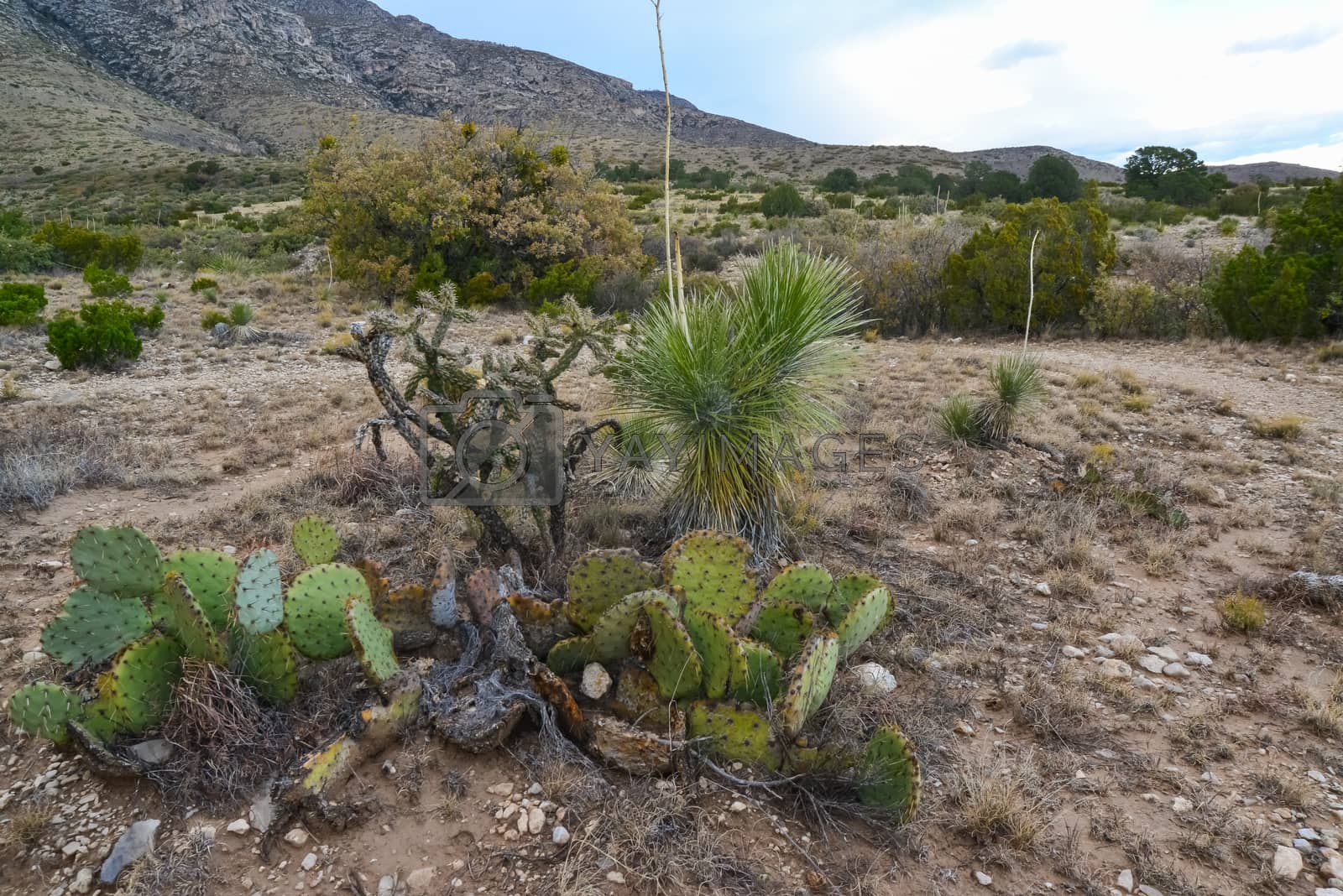 Royalty free image of Opuntia cacti and other desert plants in the mountains landscape by Hydrobiolog