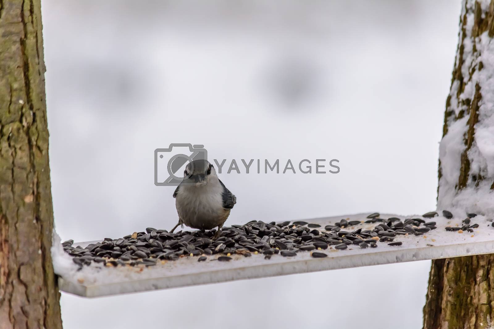 Royalty free image of Forest birds live near the feeders in winter by KarimT