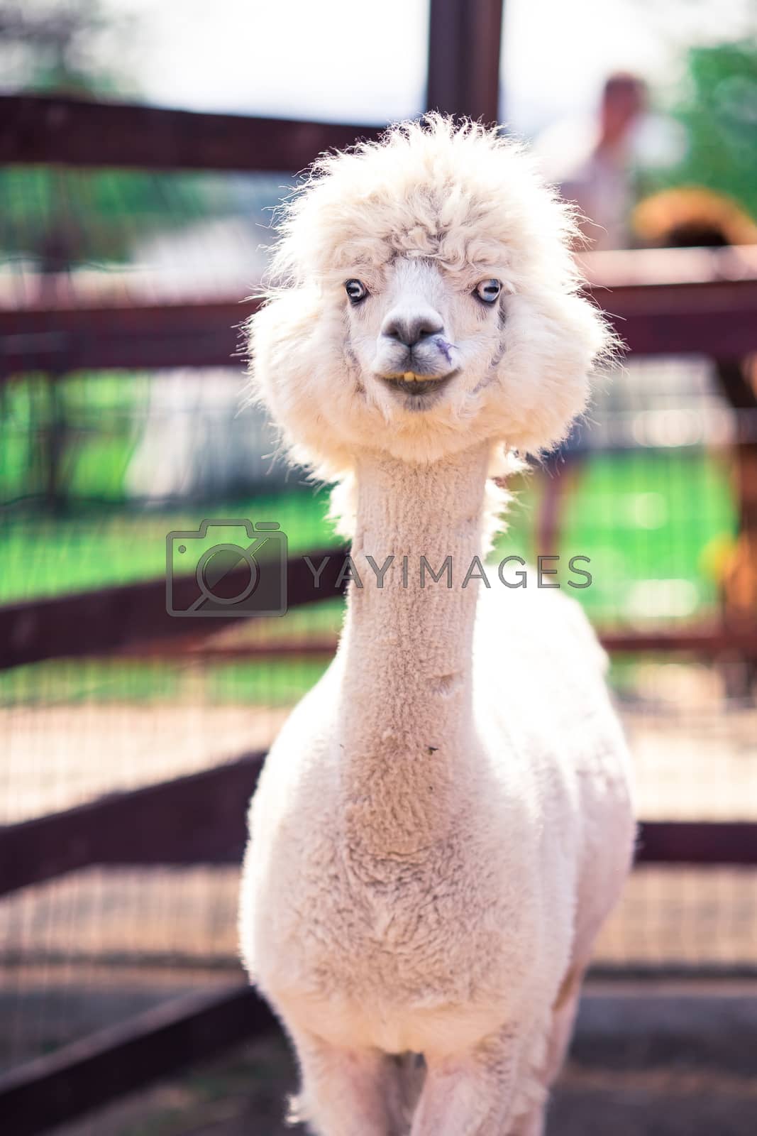 Royalty free image of Portrait of a sweet white llama - alpaca by travnikovstudio