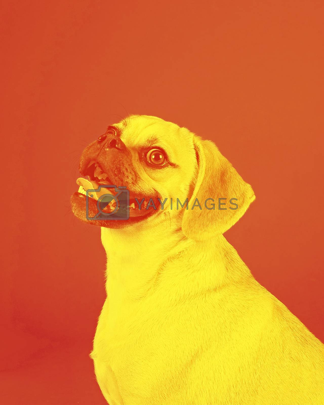 Royalty free image of Filter photo of a Portrait of young adorable happy puggle by moodboard