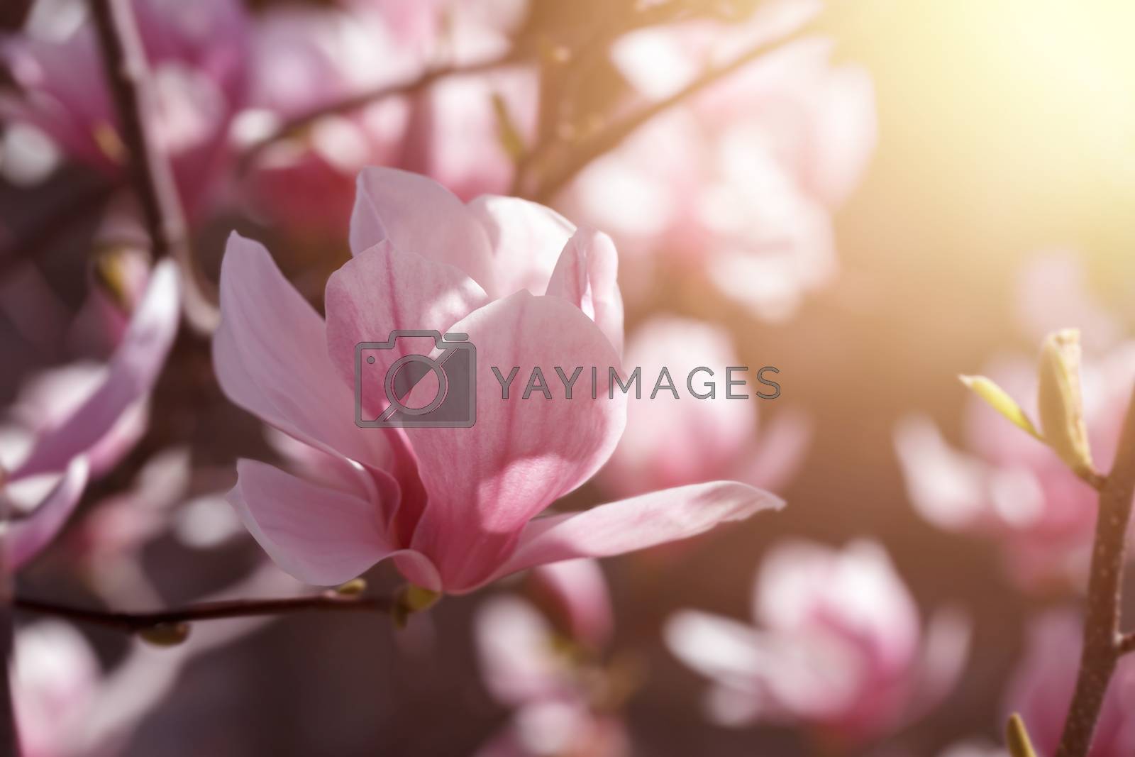 Royalty free image of Blooming pink magnolia by Lana_M
