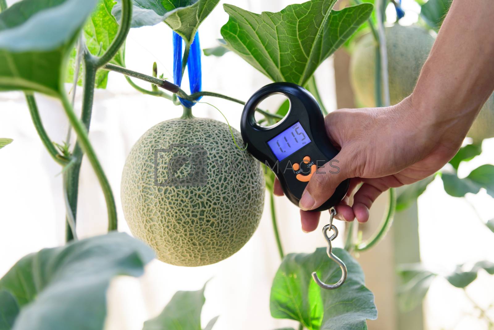 Royalty free image of Use portable Digial scale for fresh melon  weigh in farm by rukawajung