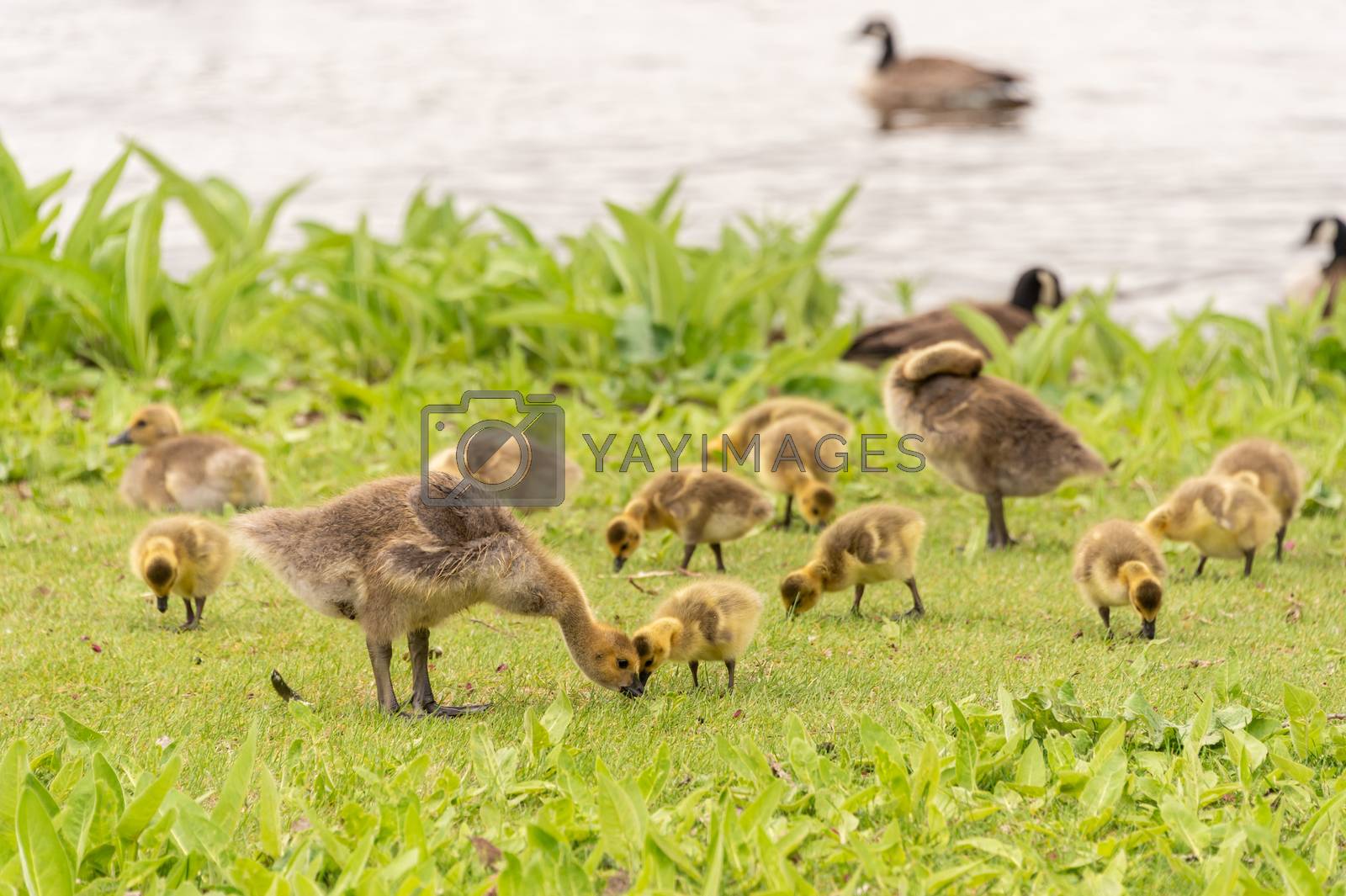 Royalty free image of Gaggle of Canadian goose goslings by mbruxelle