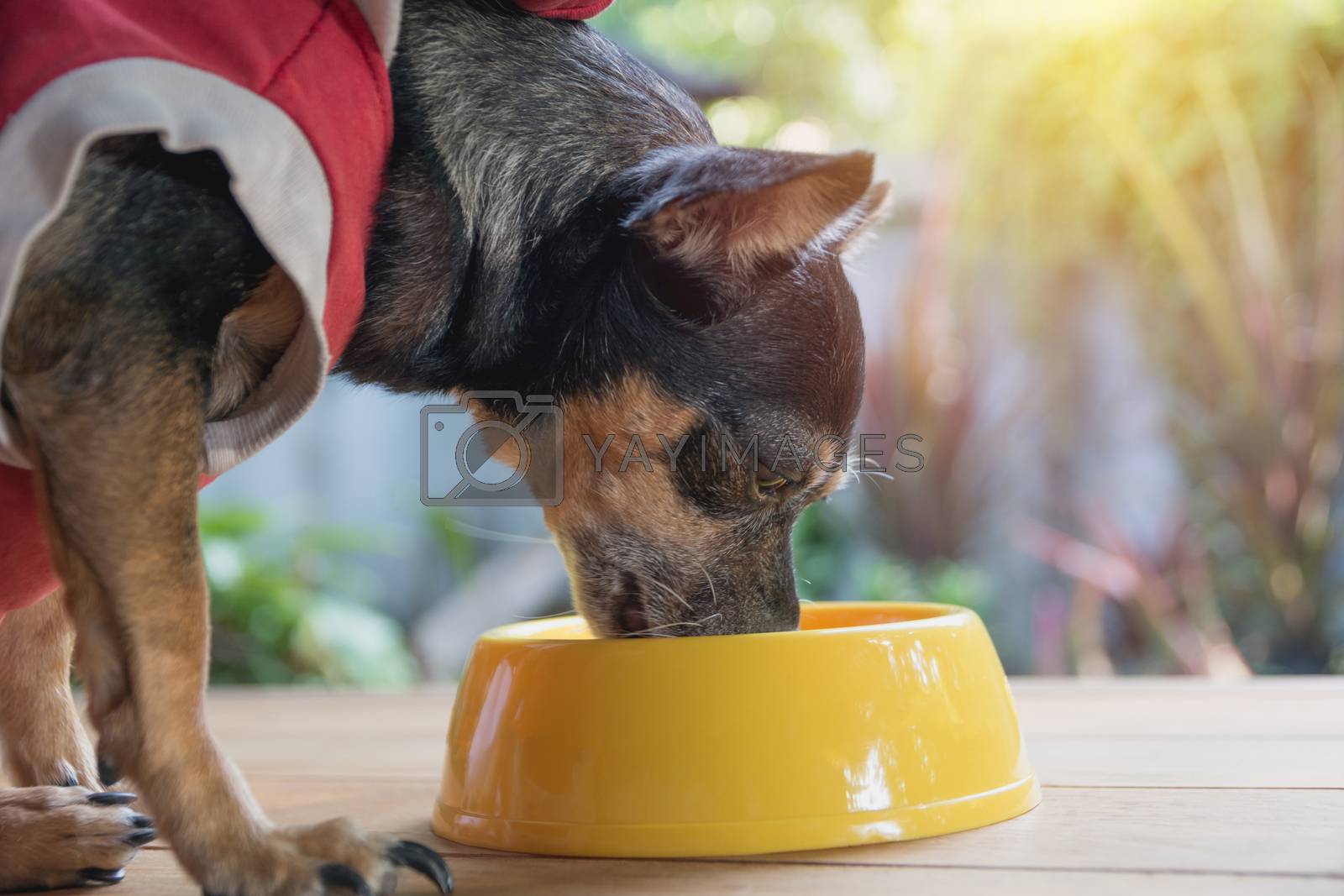 Cute small dog eating with bowl of dog food. Pets is feeding concept.
