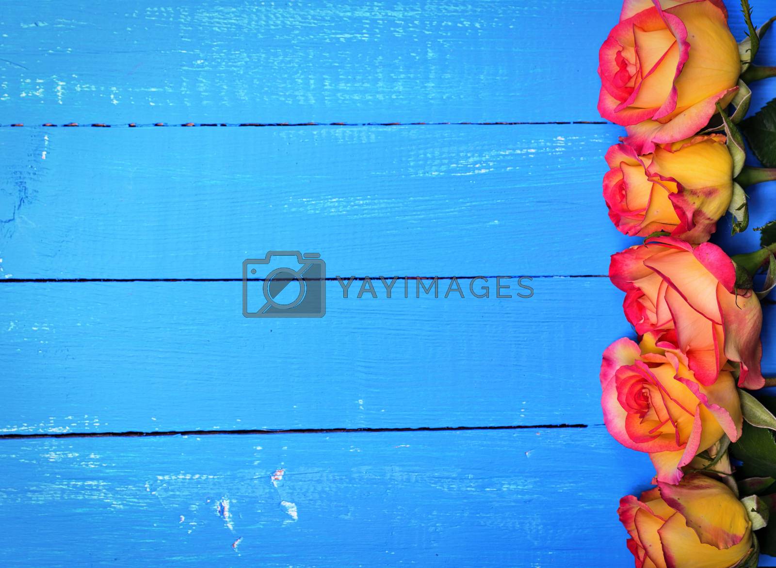 Royalty free image of Flowering yellow roses on a blue wooden background by ndanko