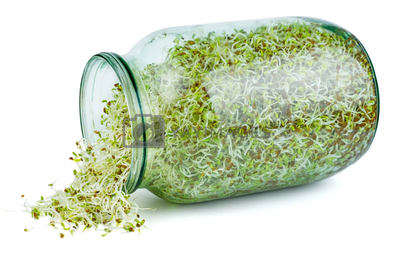 Royalty free image of Alfalfa sprouts in a glass jar by digitalr