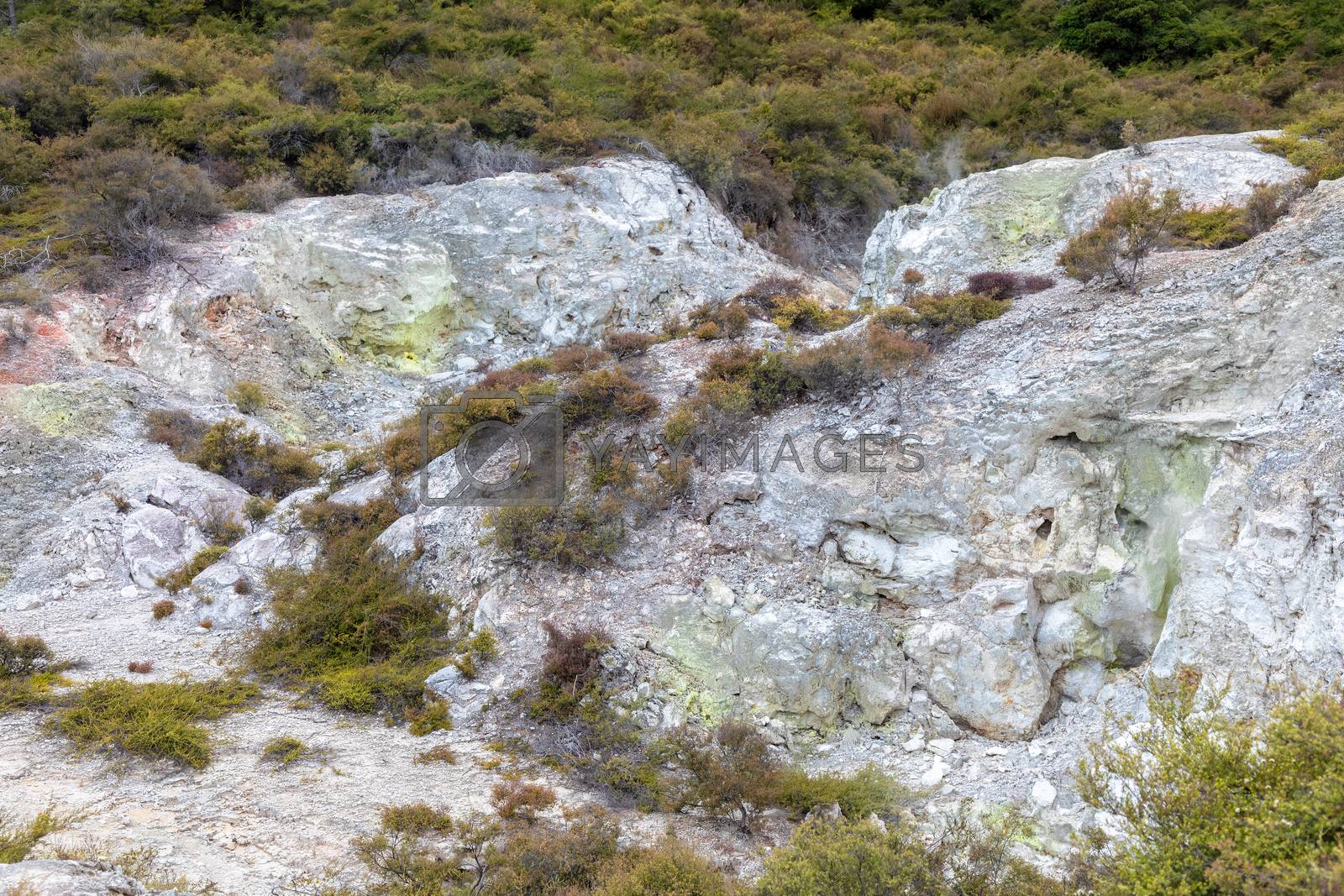 Royalty free image of geothermal activity at Rotorua in New Zealand by magann
