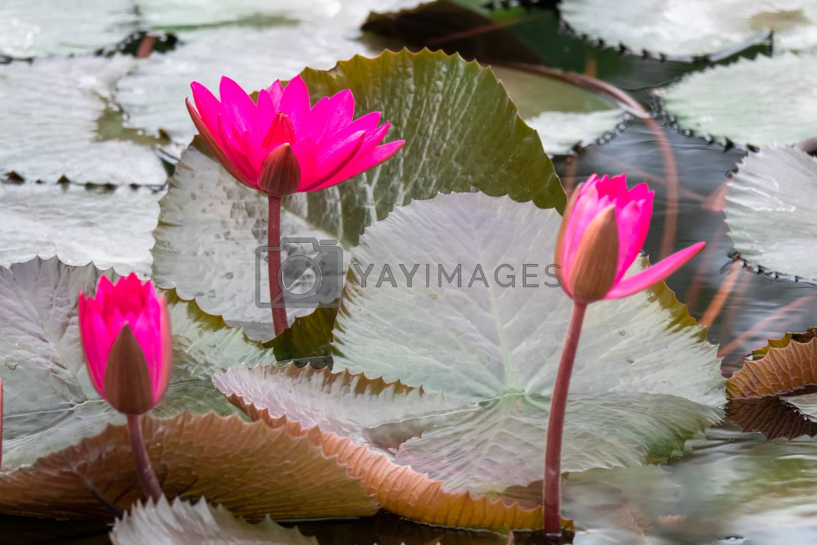 Royalty free image of beautiful pink water lily in the garden pond by magann