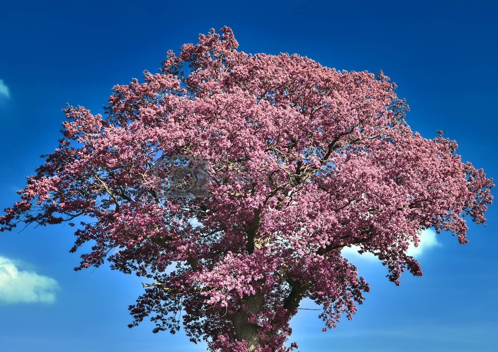 Royalty free image of Beautiful pink and purple infrared panorama of a countryside lan by MP_foto71