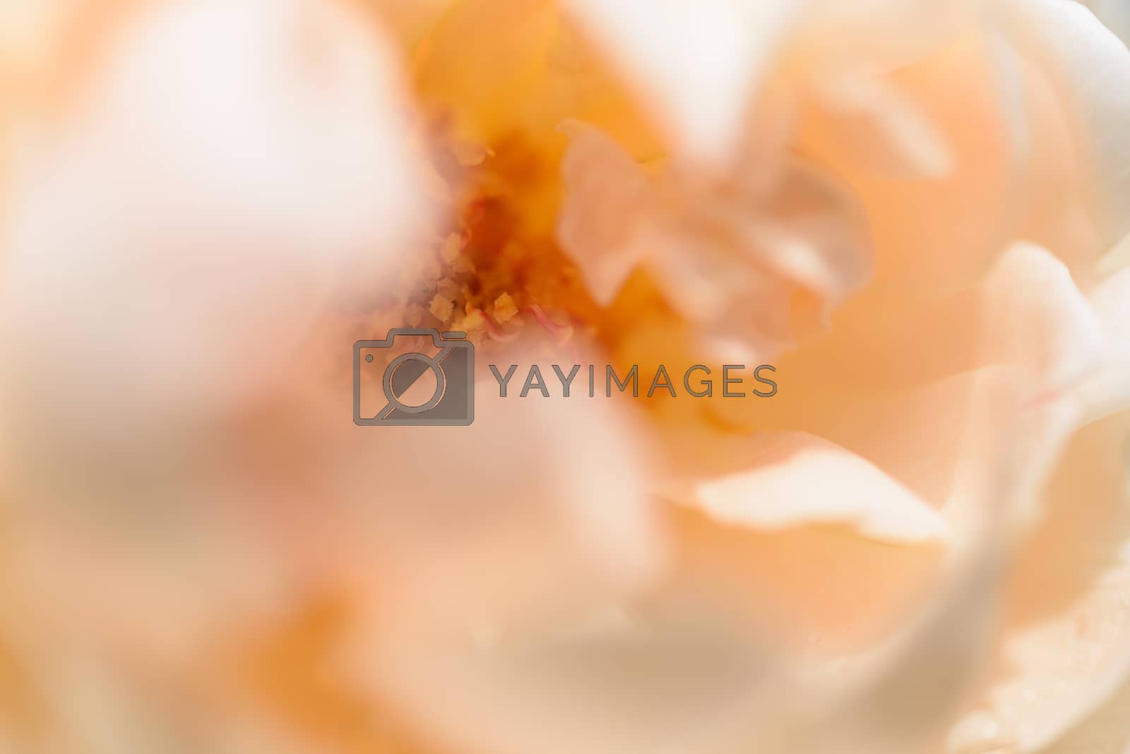 Royalty free image of Beautiful close up softness yellow rose petal background by foto2rich