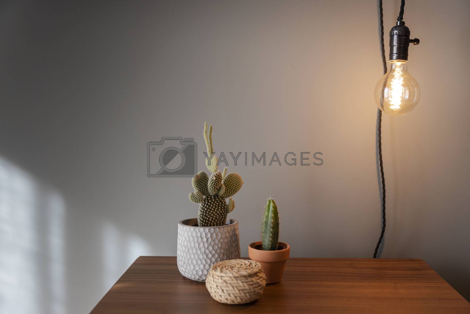 Royalty free image of Cactus Plants decoration by Iko