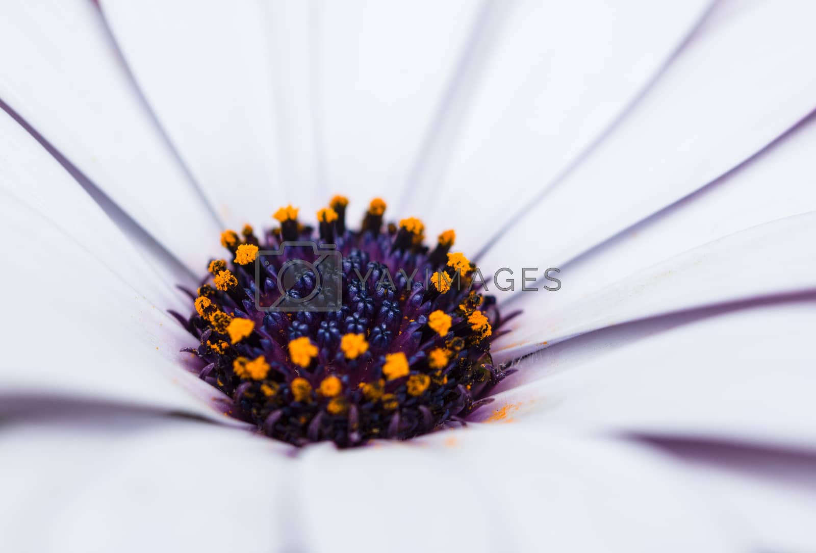Royalty free image of Dianthus flower macro by Aukid