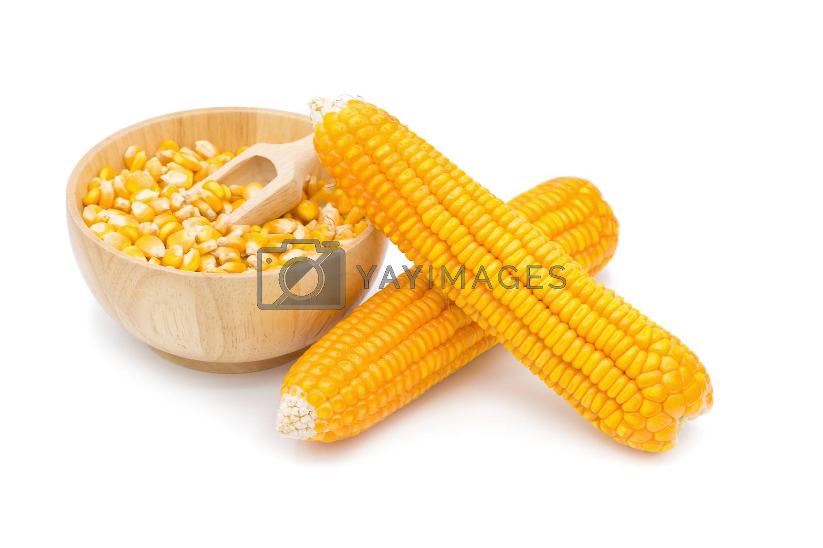 Royalty free image of Dried corn maize isolated on the white background by kaiskynet
