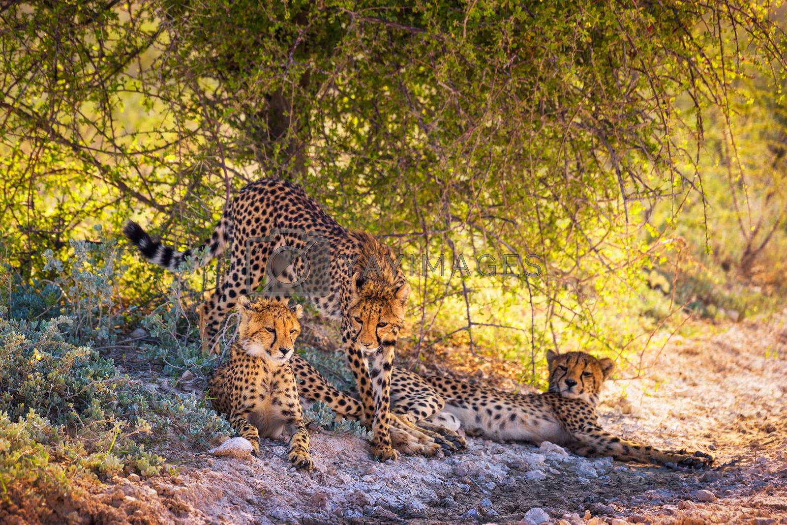 Royalty free image of Three cheetahs in the Etosha National Park by nickfox