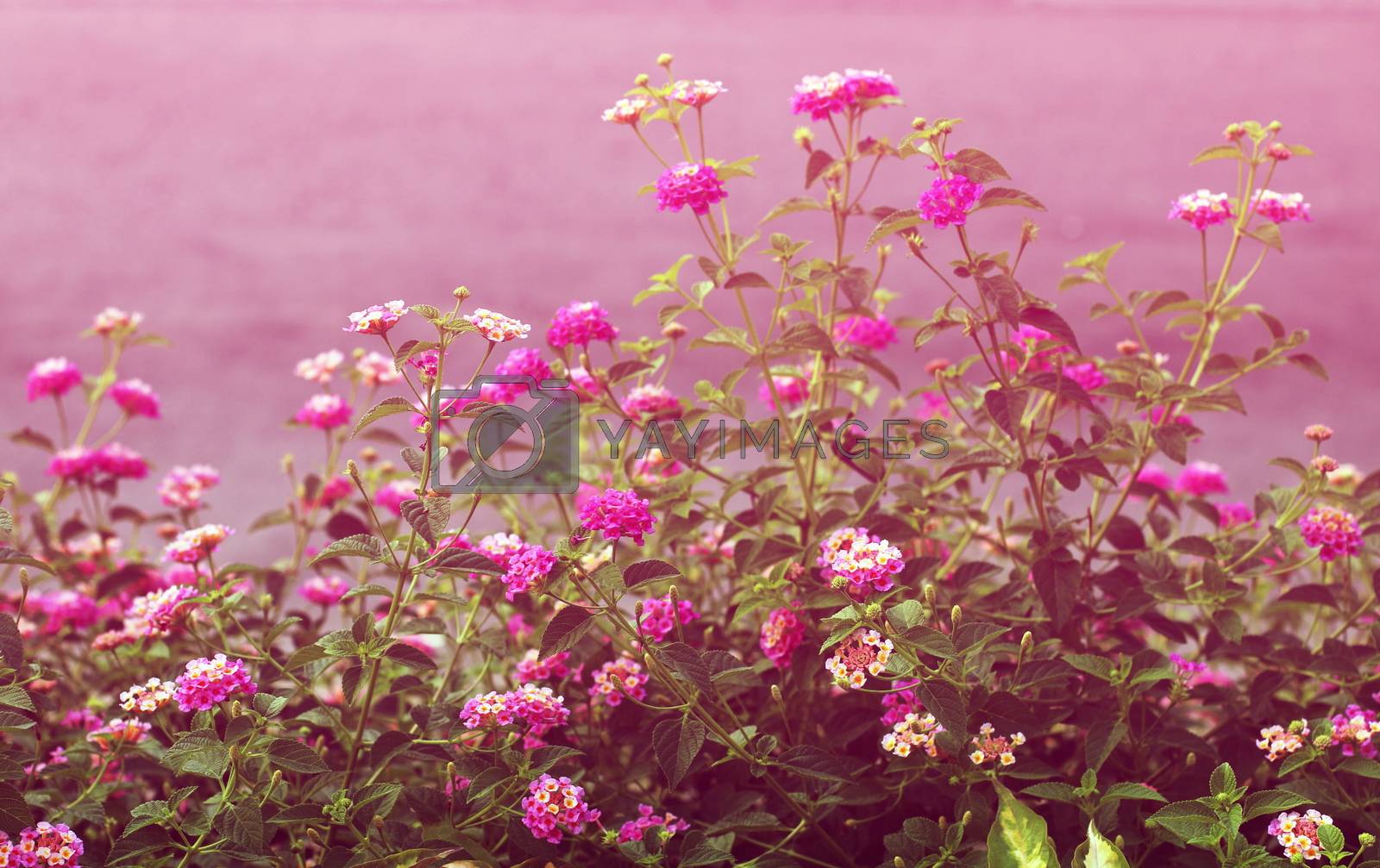 Royalty free image of Pink Lantana flowers, Phakakrong (thai word) blossom small spring on green beautiful and fresh background by cgdeaw