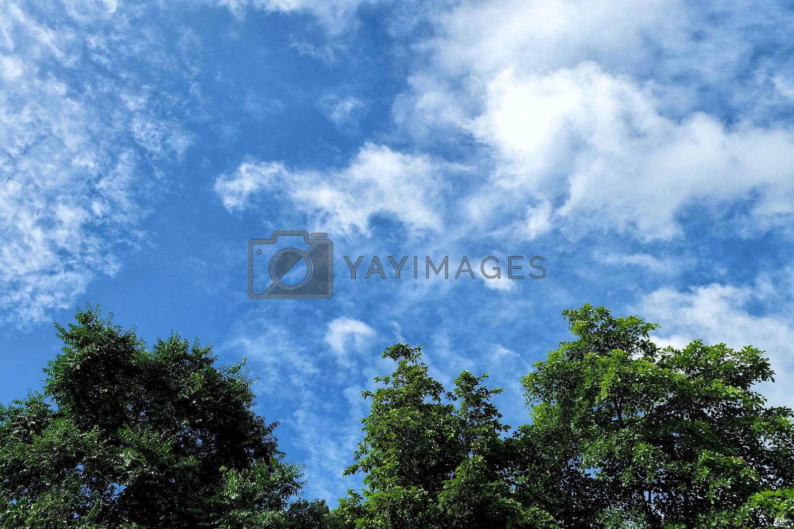 Royalty free image of Blue Sky and Cloud with Tree. by mesamong