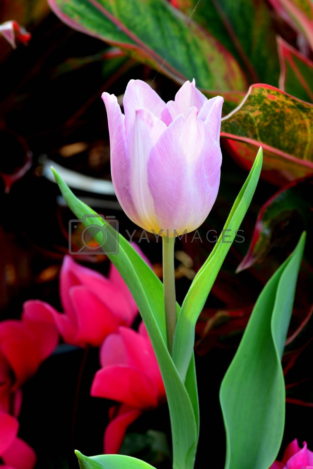 Royalty free image of PinkTulip by ideation90