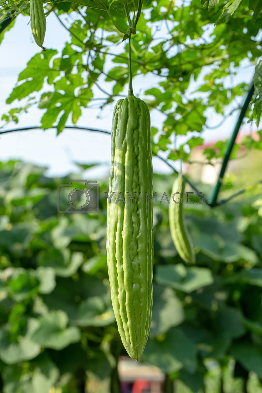 Royalty free image of Bitter melon, Bitter gourd or Bitter squash hanging plants in a  by kaiskynet