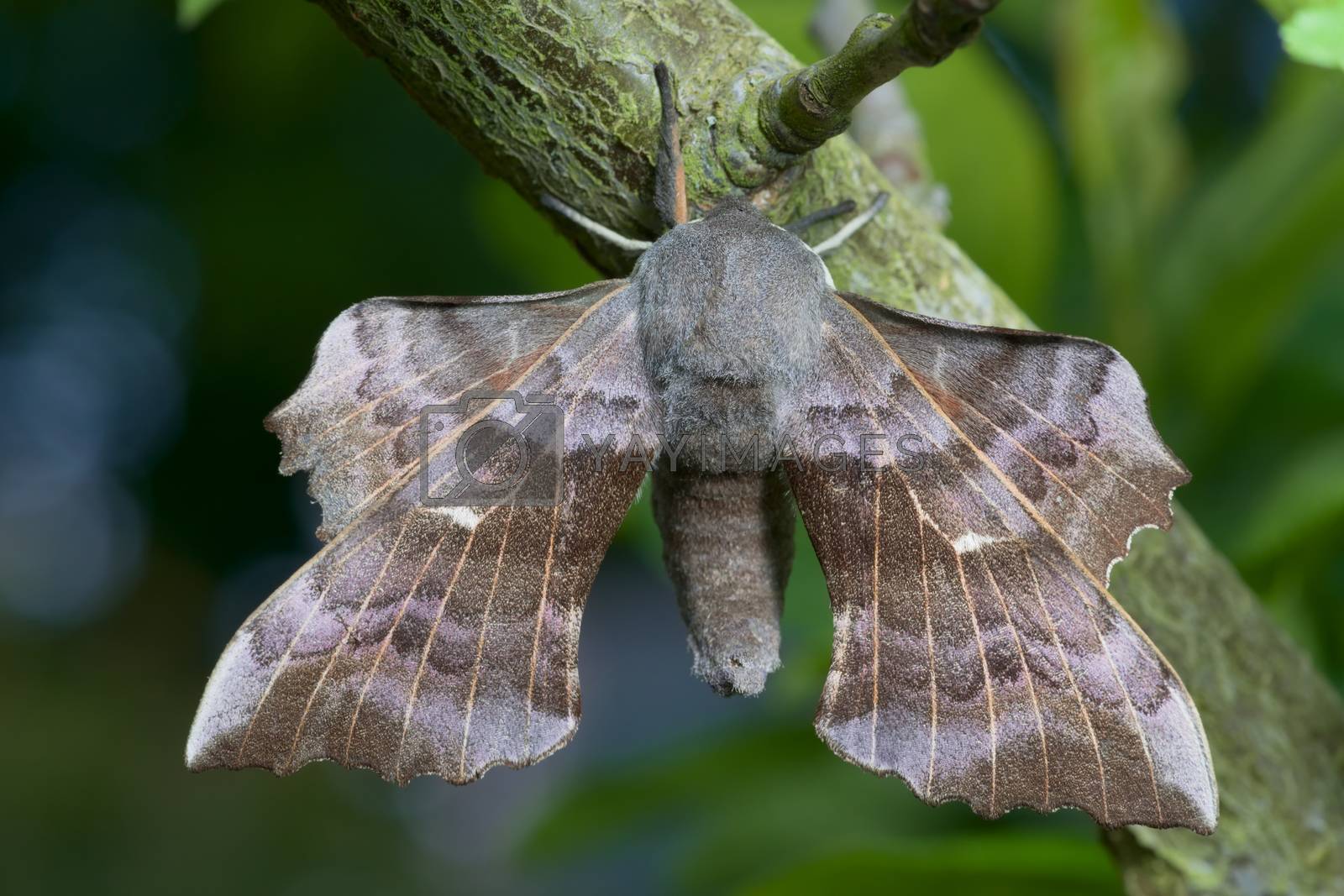 Royalty free image of Rich detailed image of a large poplar hawk moth and its big spread wings. Blue and green smooth background. by RhysL