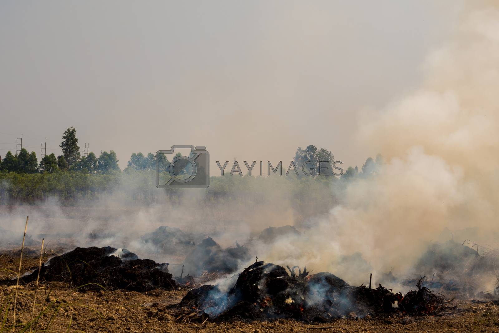 Royalty free image of Dense dust and smoke from burning stubble in post-harvest agricu by Satakorn