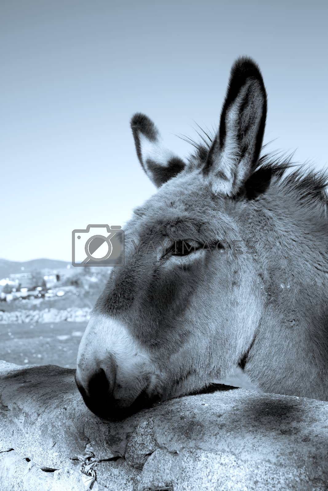 Royalty free image of Donkey in the field. Species in extinction by GemaIbarra