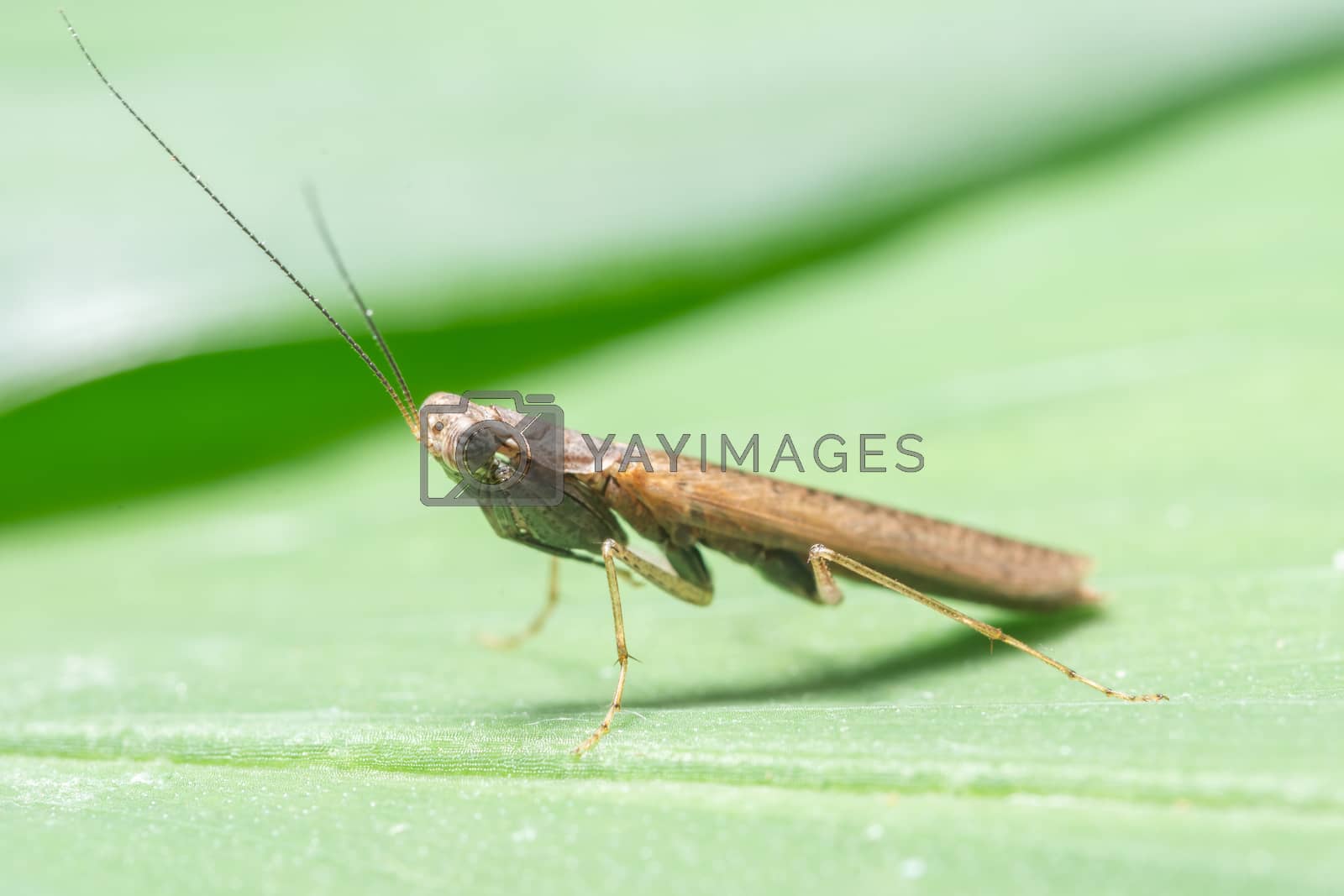 Royalty free image of Macro Mantis on brown leaves by Aukid
