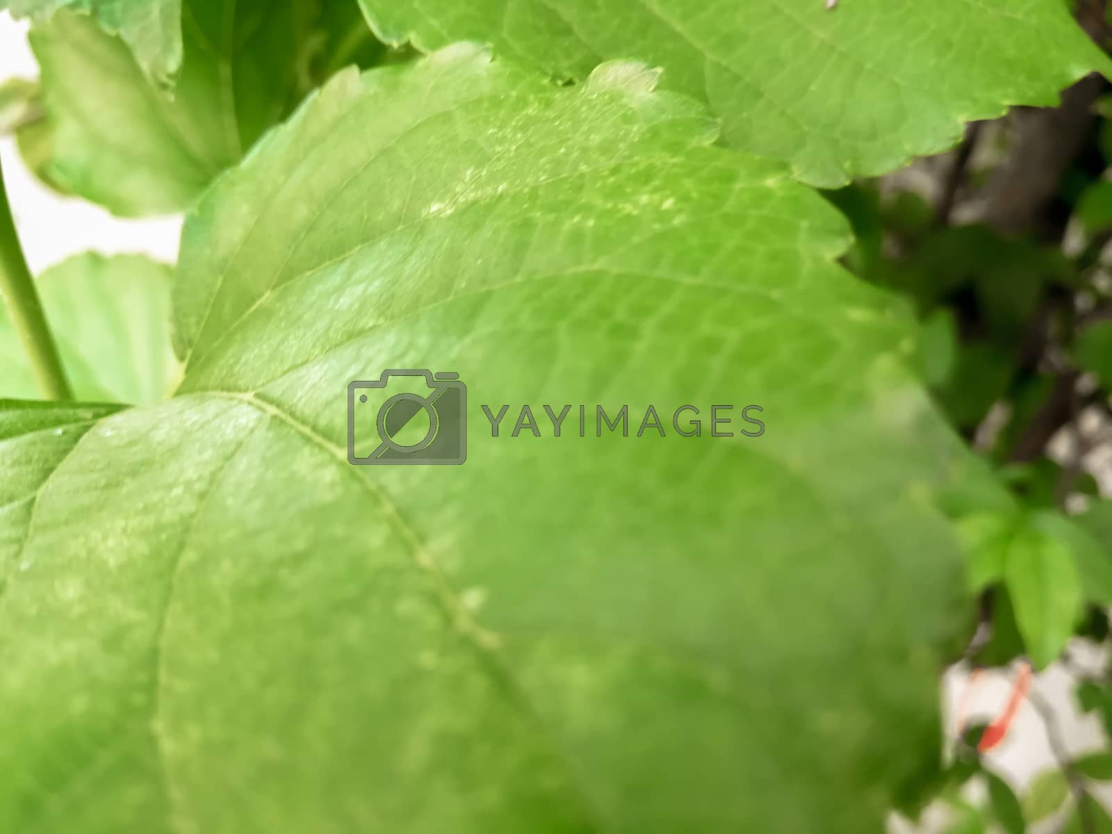 Royalty free image of Blurred Background tropical green leaves Plantae . Vivid summer  by Nitiphonphat