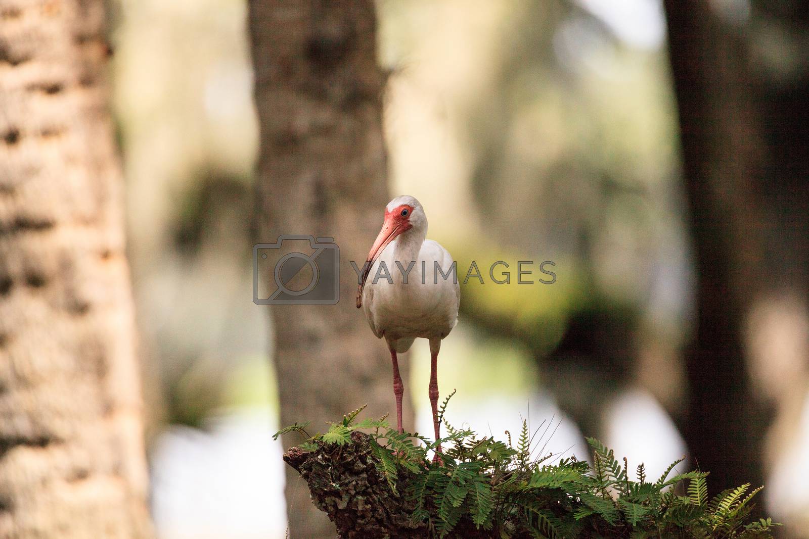 Royalty free image of American white bird Eudocimus albus wading bird perched by steffstarr