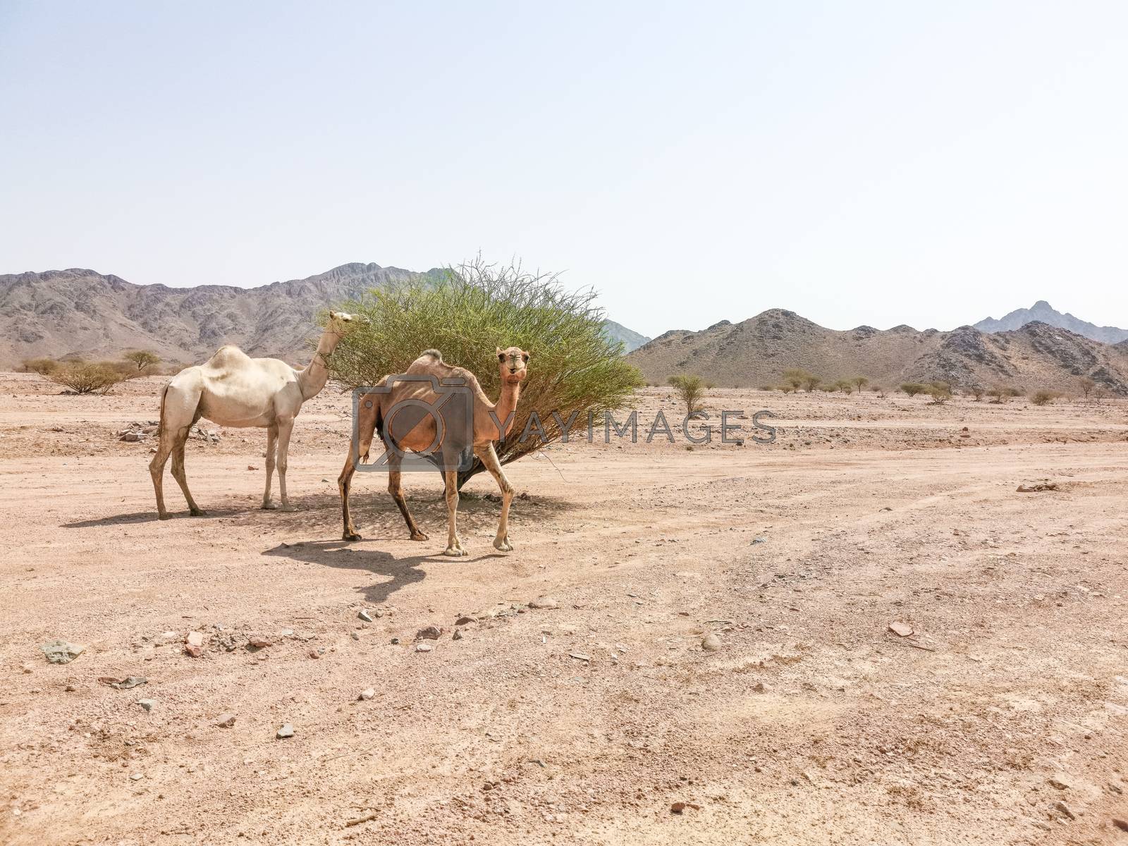 Royalty free image of Desert landscape view and camels. Selective focus and holidays concepts by silverwings
