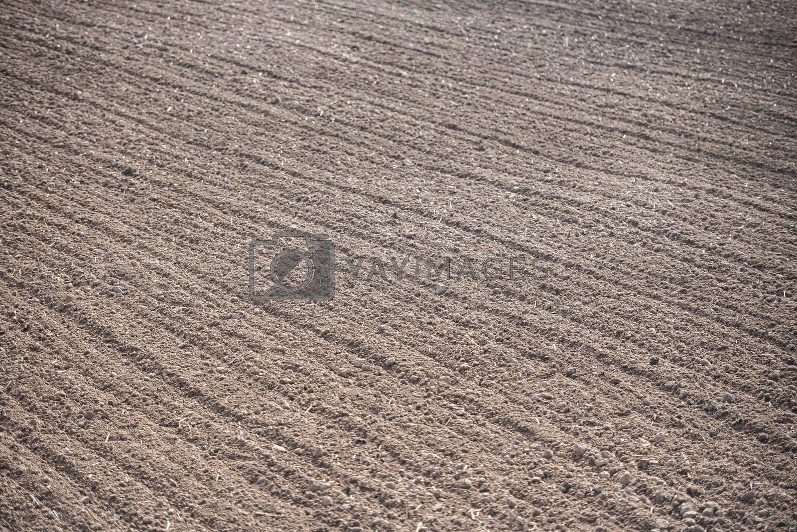 Royalty free image of row in a plow field prepared for planting crops in spring - plow by poring