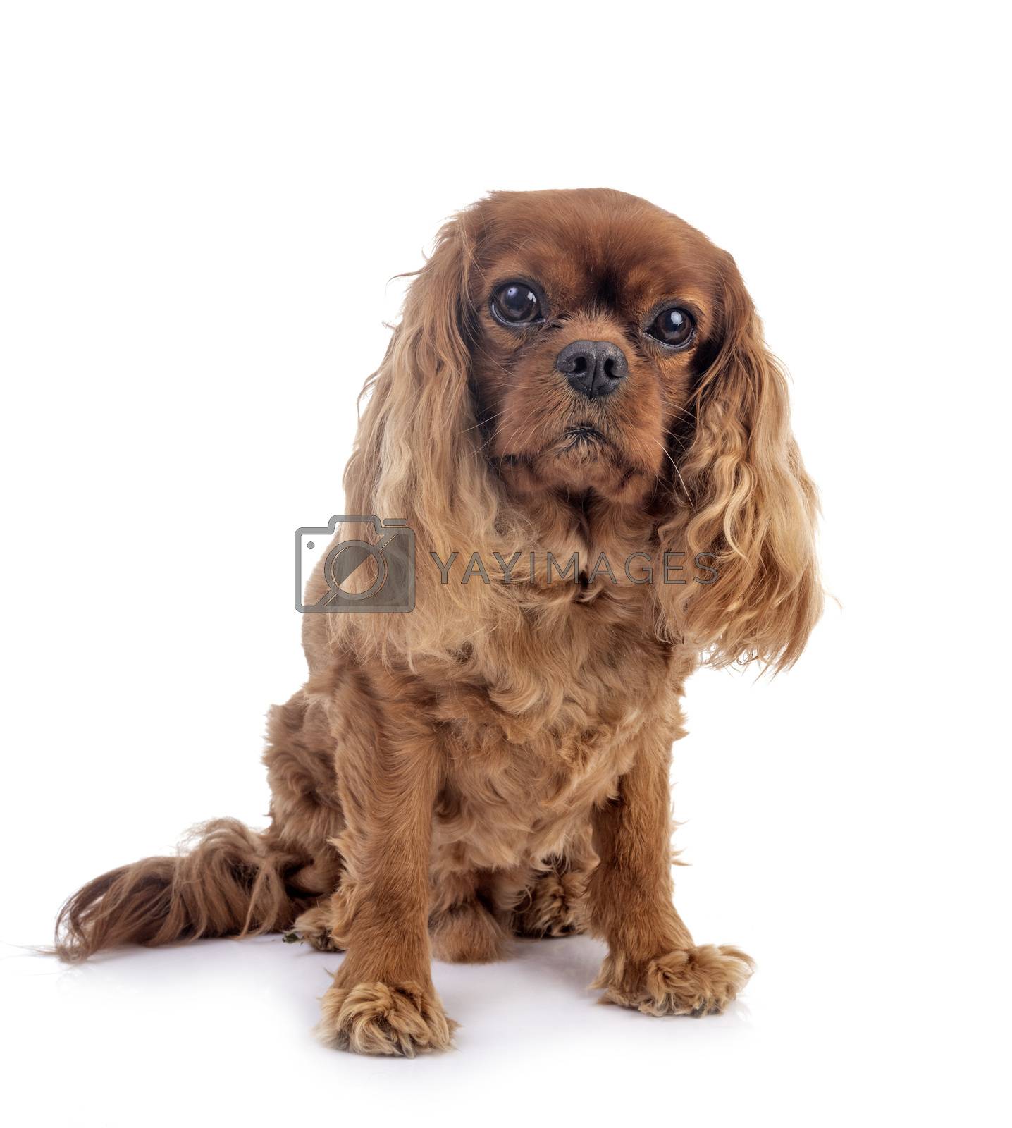 Royalty free image of cavalier king charles by cynoclub