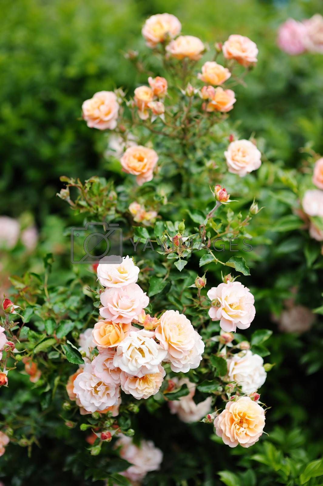 Royalty free image of Detail of roses bush as floral background by maximkabb