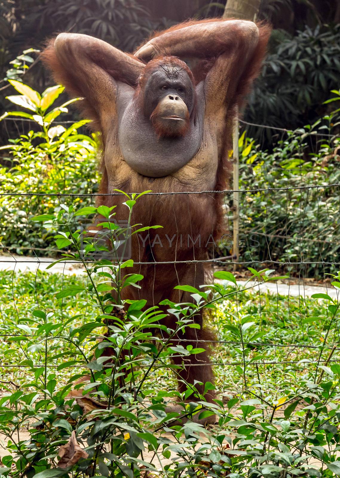 Royalty free image of Dominant male orangutan by Vladyslav