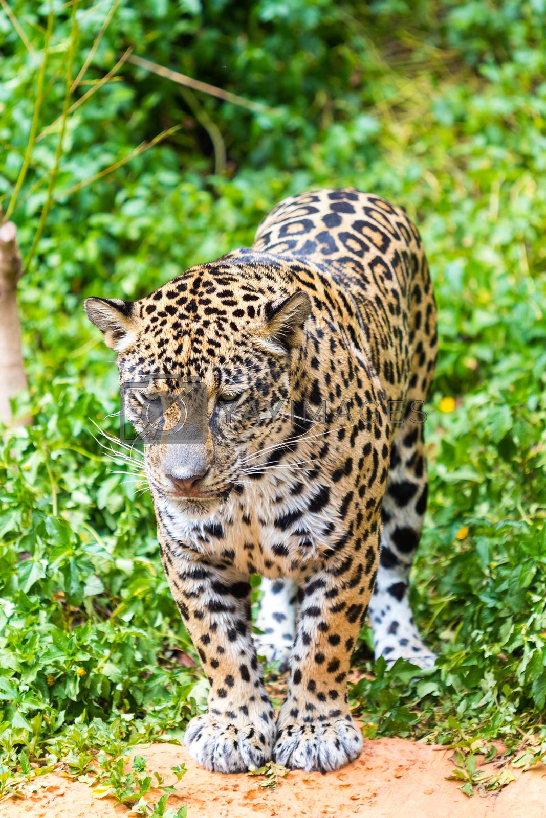Royalty free image of Jaguar  by wannasak