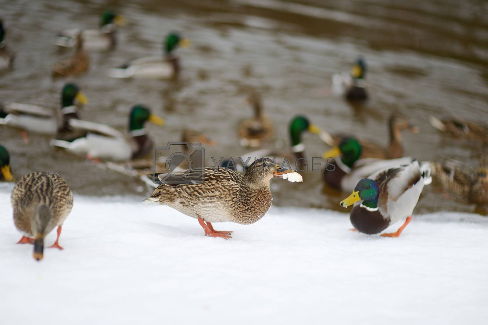 Royalty free image of Lots of wild ducks by a river by maximkabb