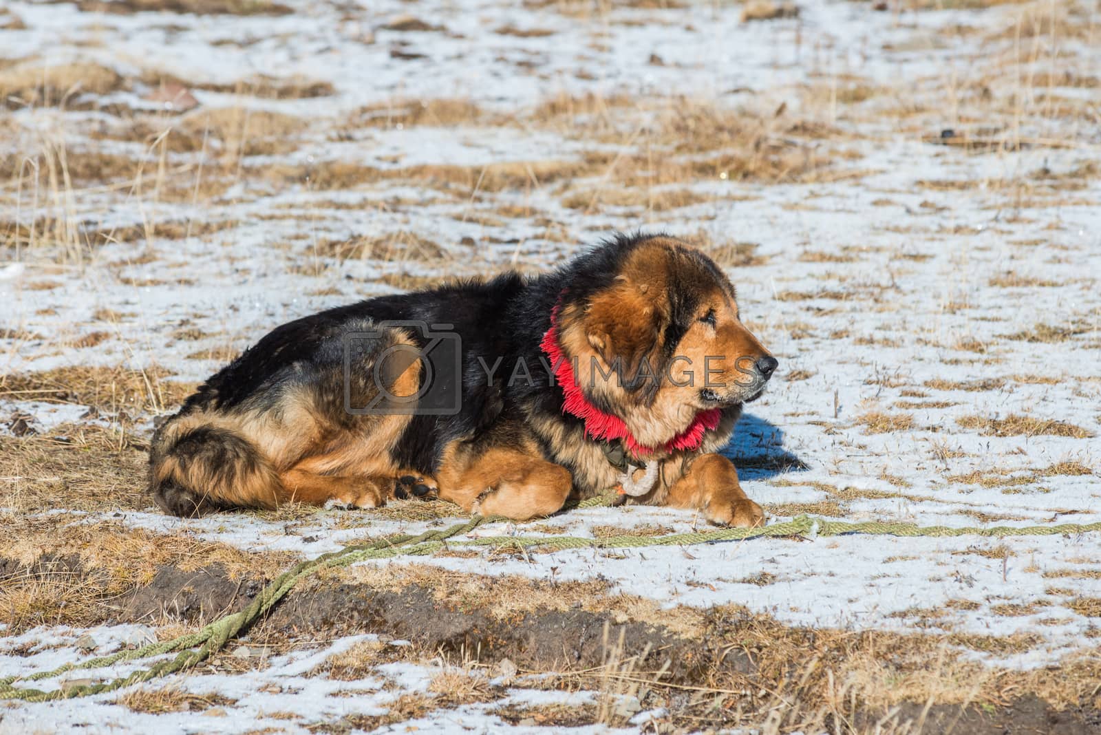 Royalty free image of Famous Tibetan mastiff is guarding the entry to the camp by nemo269