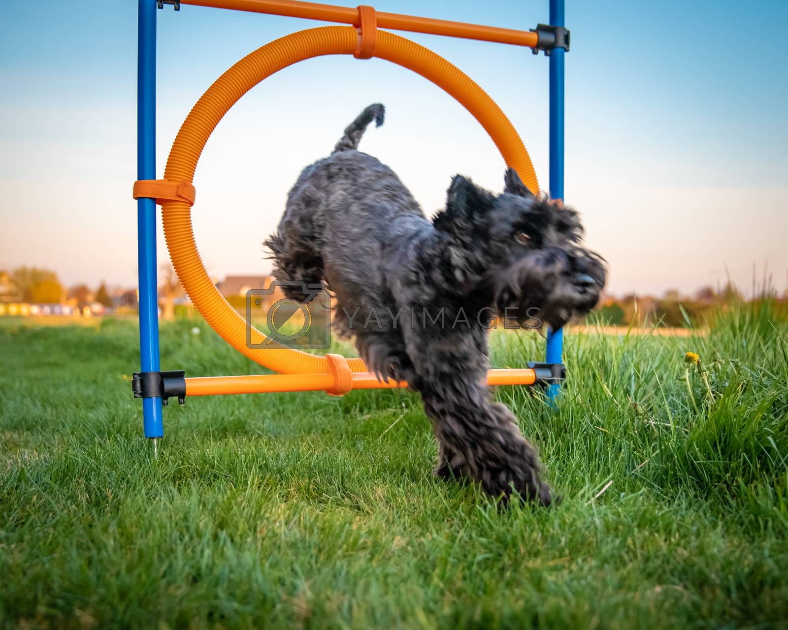 Royalty free image of little black dog on agility jumps over a circle at sunset by Edophoto