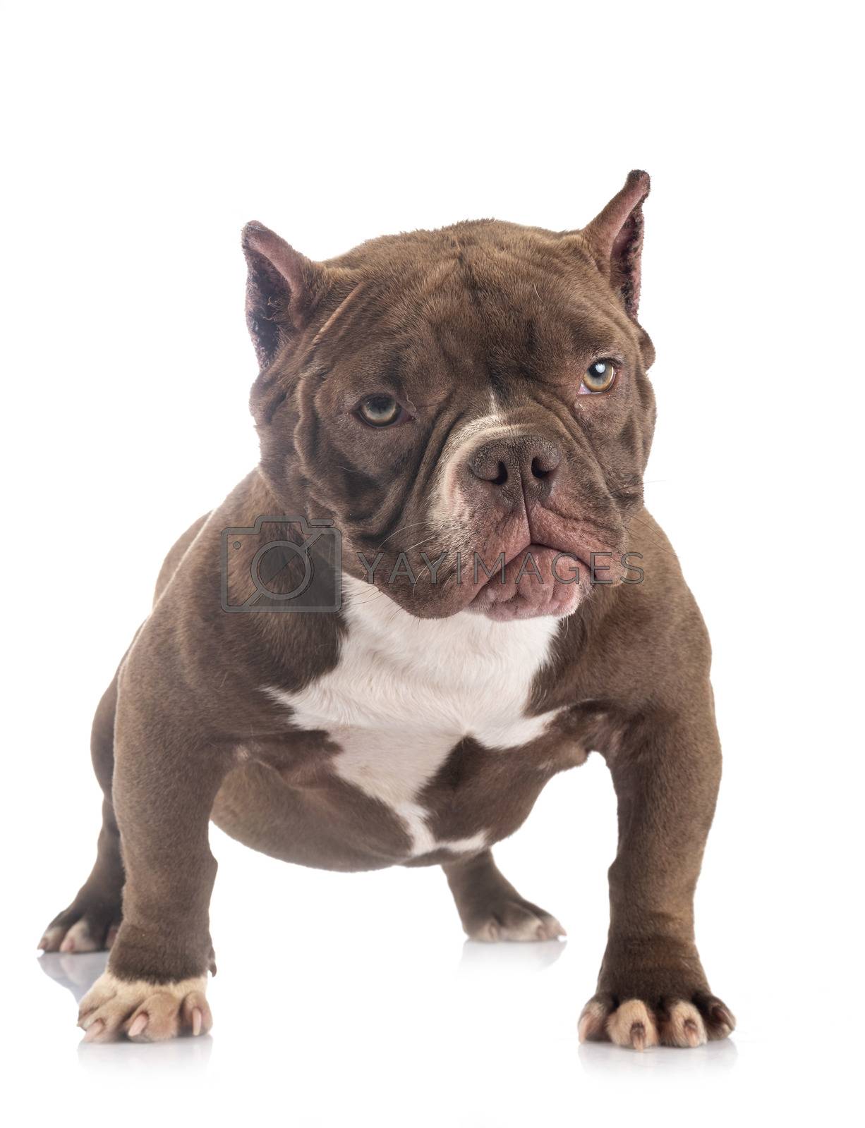 Royalty free image of american bully in studio by cynoclub