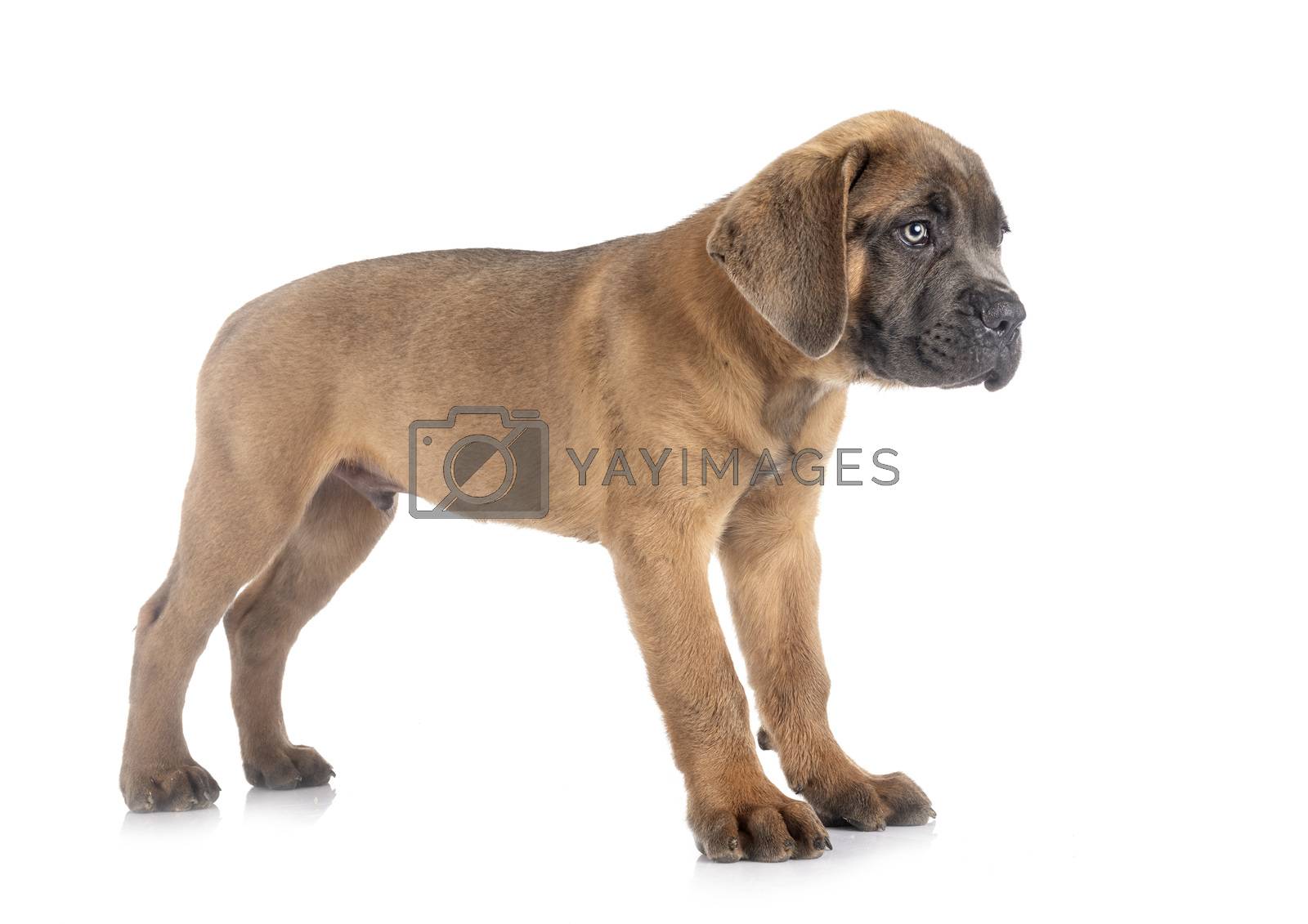 Royalty free image of puppy cane corso by cynoclub
