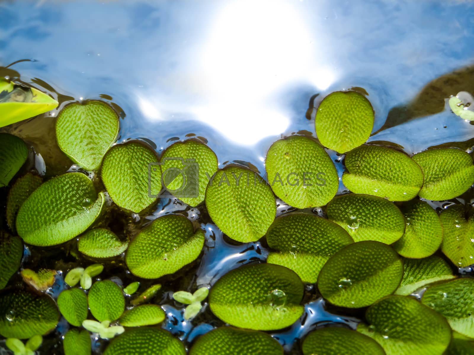 Royalty free image of little leaves of water fern floating on water by Darkfox