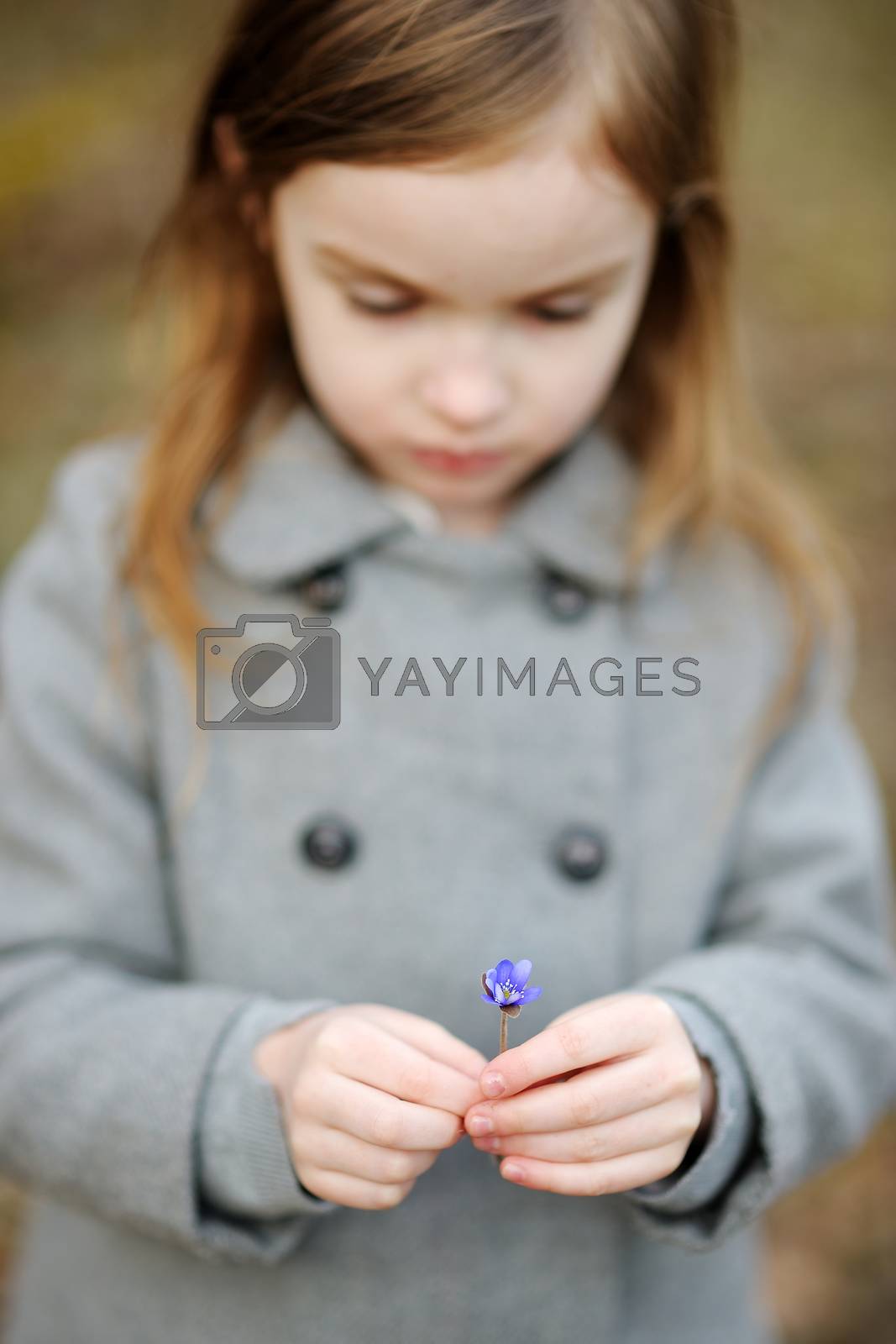 Royalty free image of Adorable girl picking the first flowers of spring by maximkabb