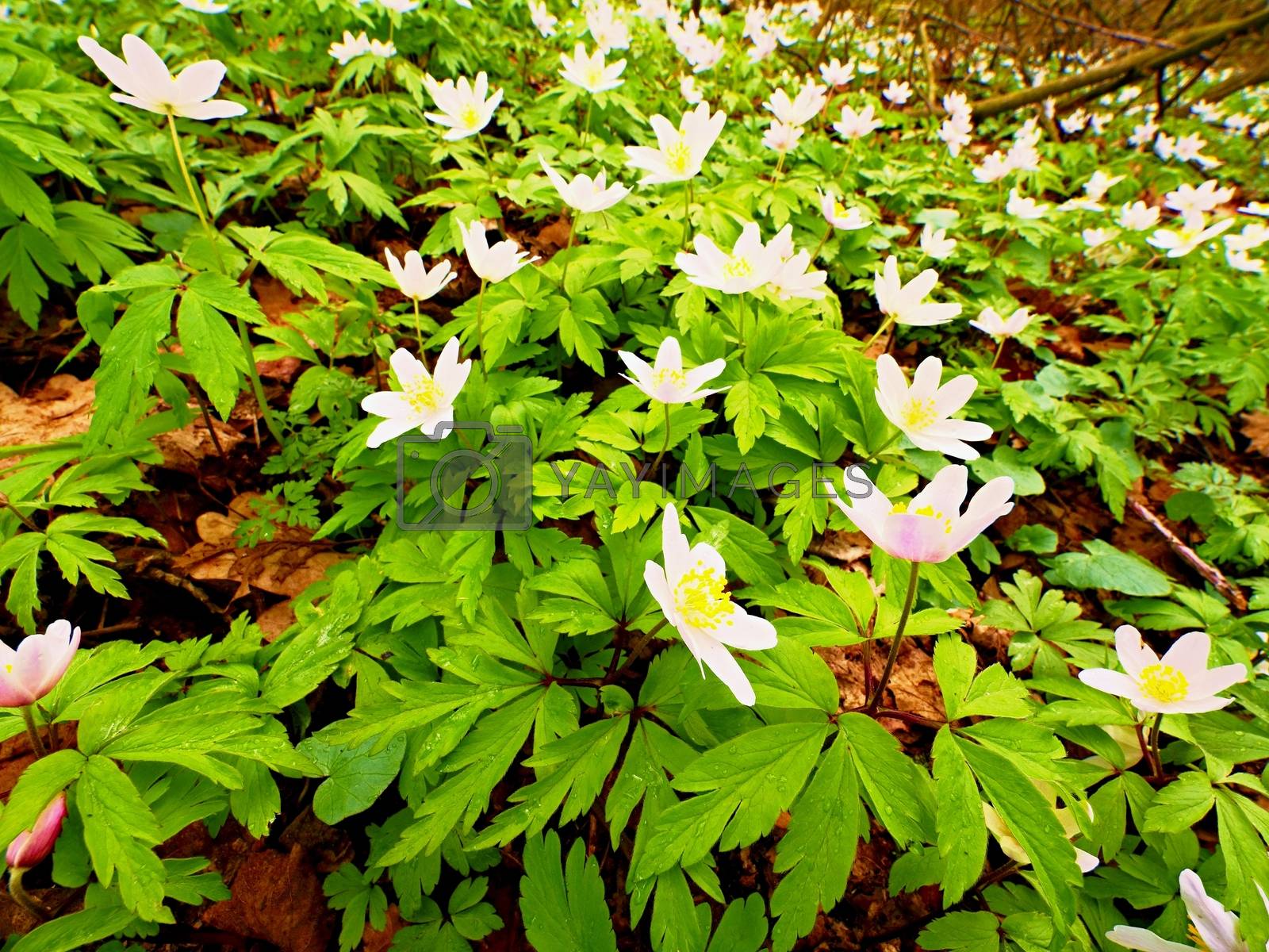 Royalty free image of Wood anemones in blossom. Flowering anemone nemorosa (well known as windflower or thimbleweed or smell fox)  by rdonar2