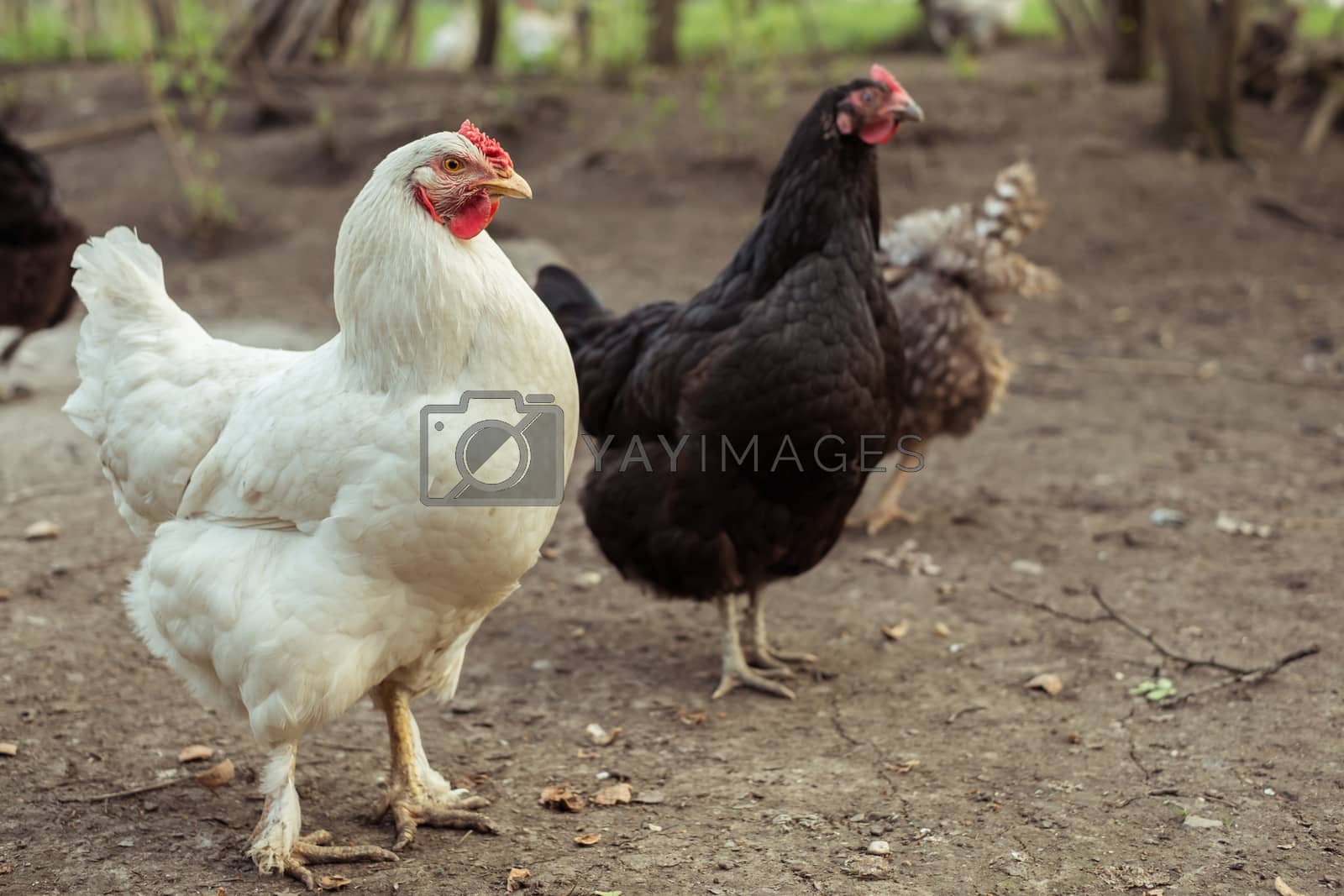 Royalty free image of chickens in the yard by Roberto