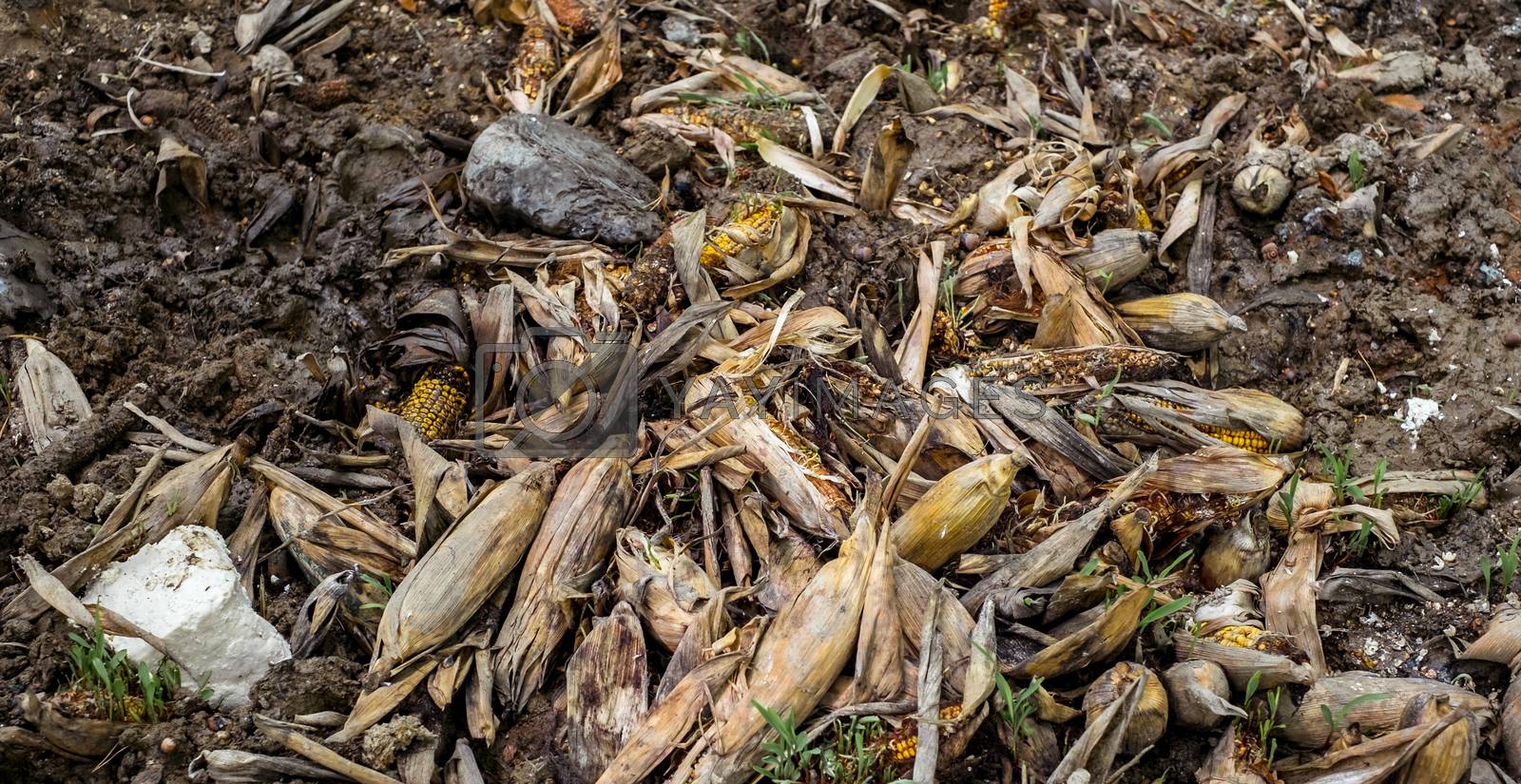 Royalty free image of waste of food, left behind corncob in the mud by Roberto