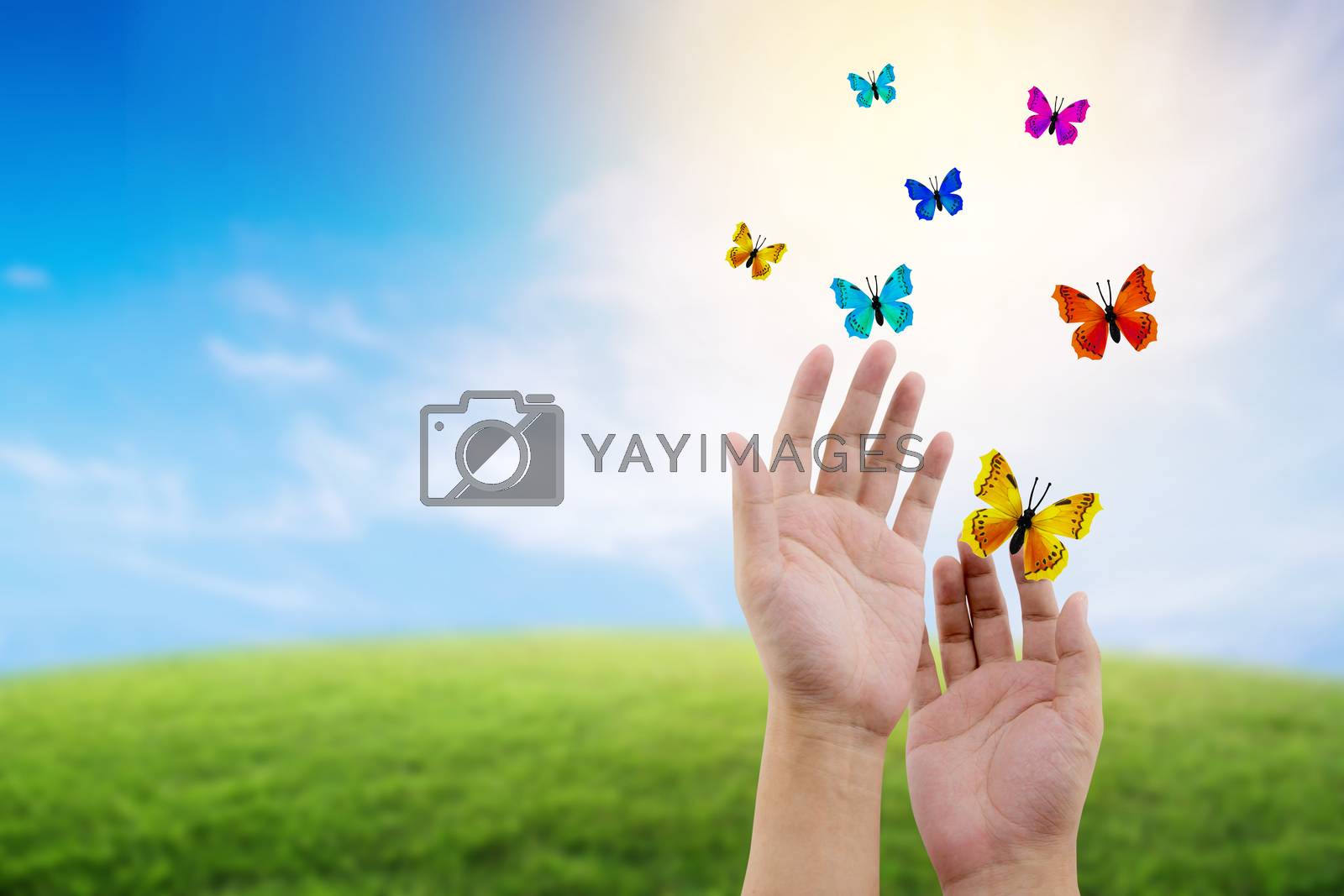 Royalty free image of butterfly flying outdoors on a beautiful nature with freedom env by nnudoo